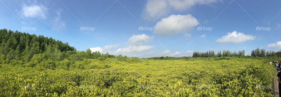 The mangroves 