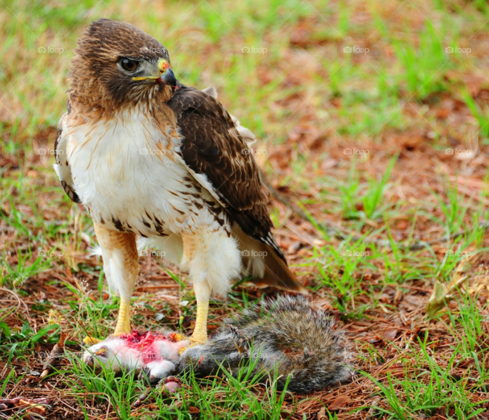 hawk hawk kill hawk prey red tailed hawk by lightanddrawing