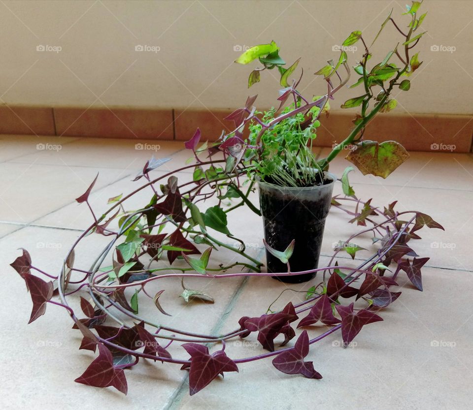 Lots of life from a plastic cup! Ivy and flax sprouts grow lush and strong 💚🌱🌿