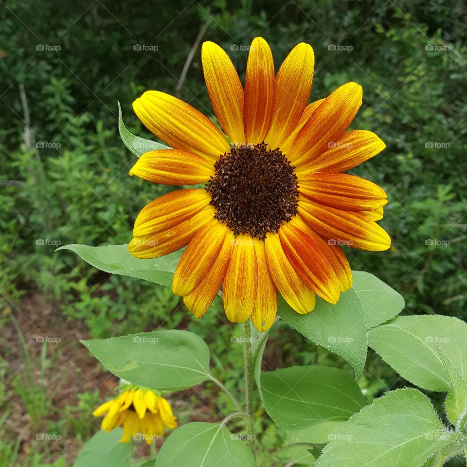 Here's a happy sunflower basking in the summer sun.