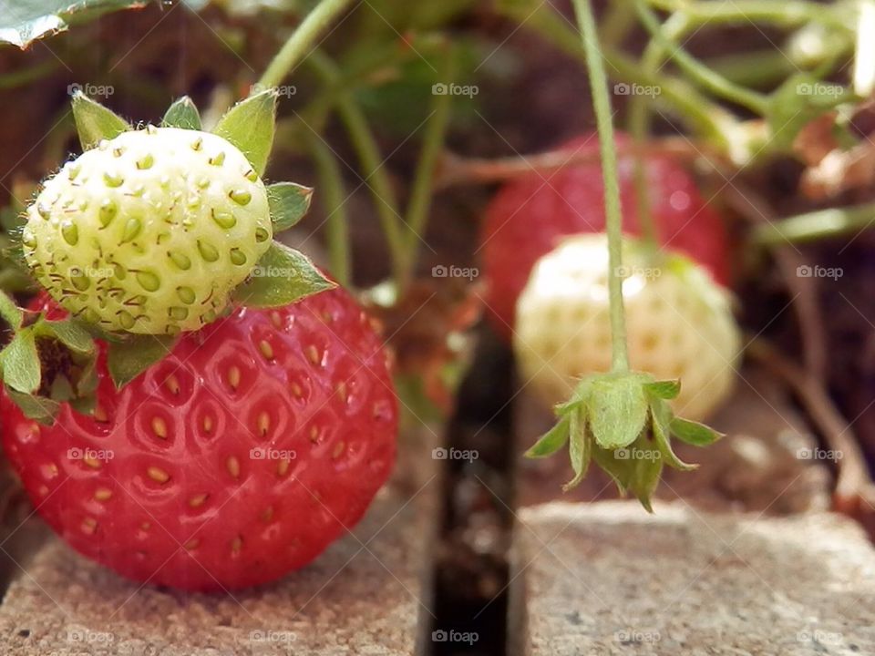 Strawberries