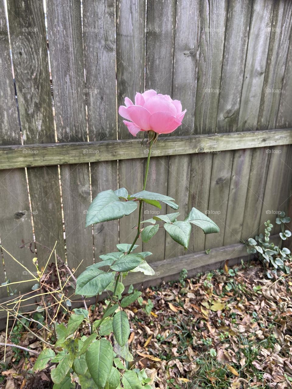 Single Pink rose at the end of winter in my backyard. Reminds me of my mother