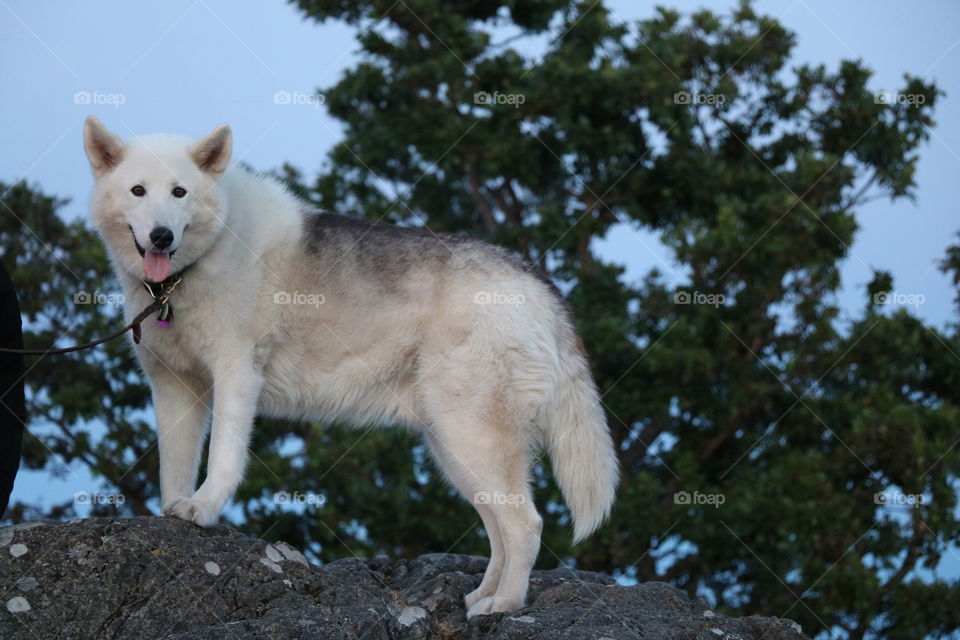 Dog on a hill