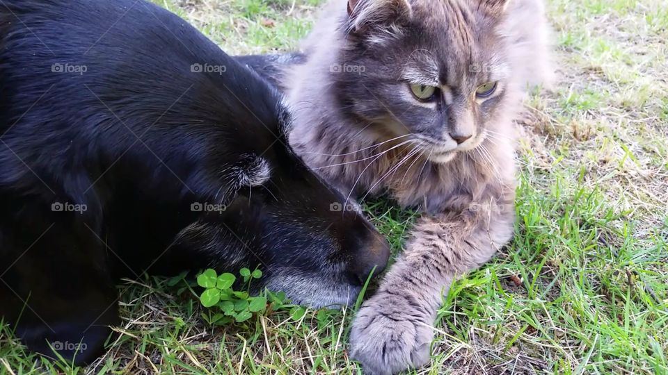 two best friends, a dog and a cat, laying in the summer grass, bond of love as they cuddle. grey fluffy cat and black Labrador dog
