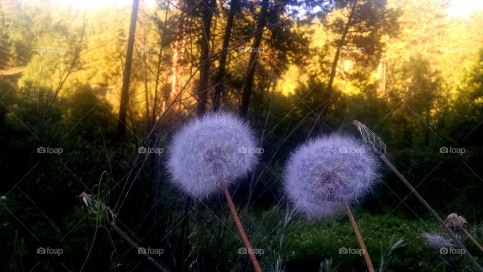 dandelions and golden sunset