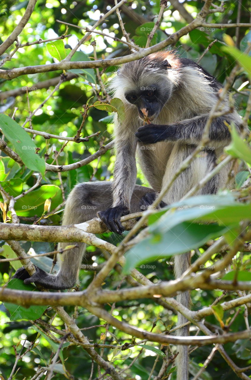 The monkey in the forest in Zanzibar