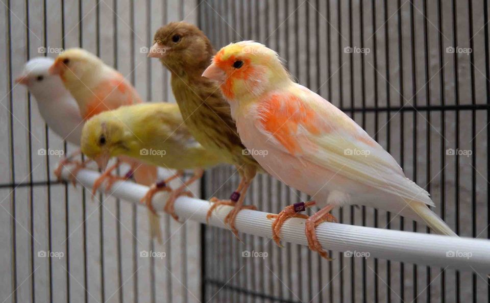 canarios, aves, pájaros, canto,  mosaico, blanco,