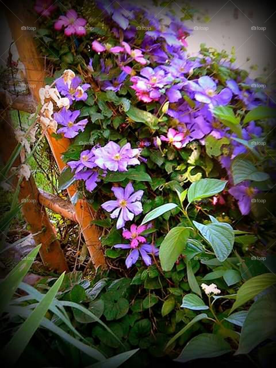 image of colorful purple flowers and green foliage cascading down a wooden ladder