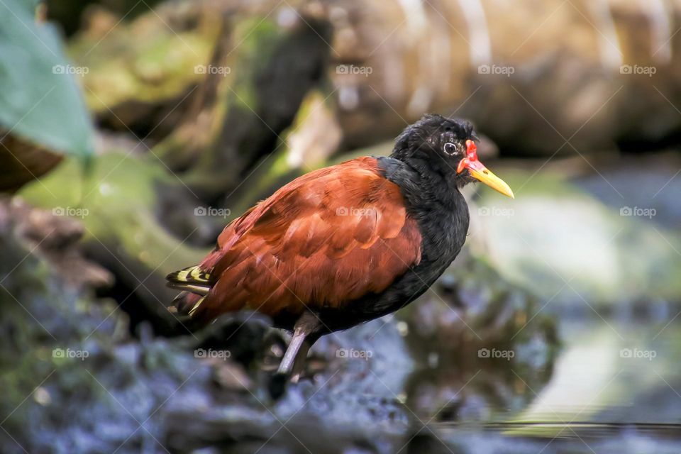 Bird from the side leaf huhnchen plover like