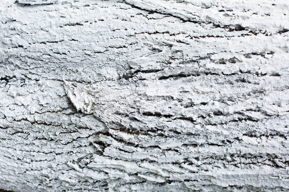 bark of tree. natural wallpaper