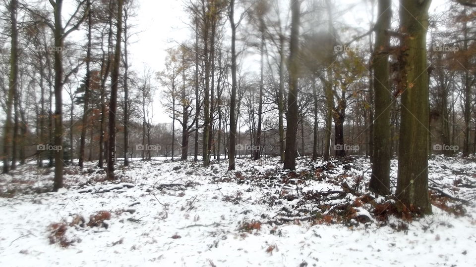 Tree, Winter, Snow, Weather, Landscape