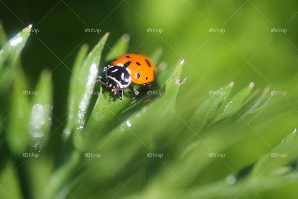 ladybug in carrots