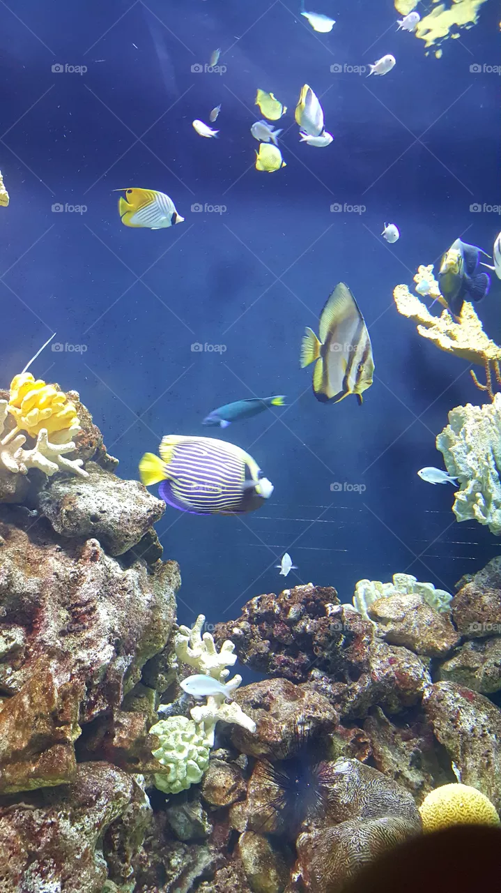 fish