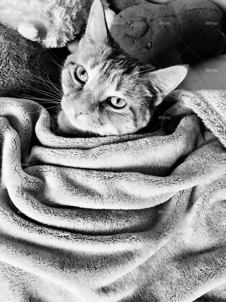 Darling black and white photo of orange tabby cat all cuddled up in comfy blanket! 