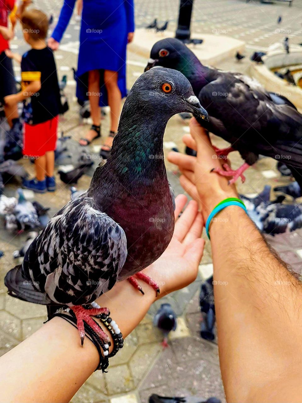 couple of pigeons