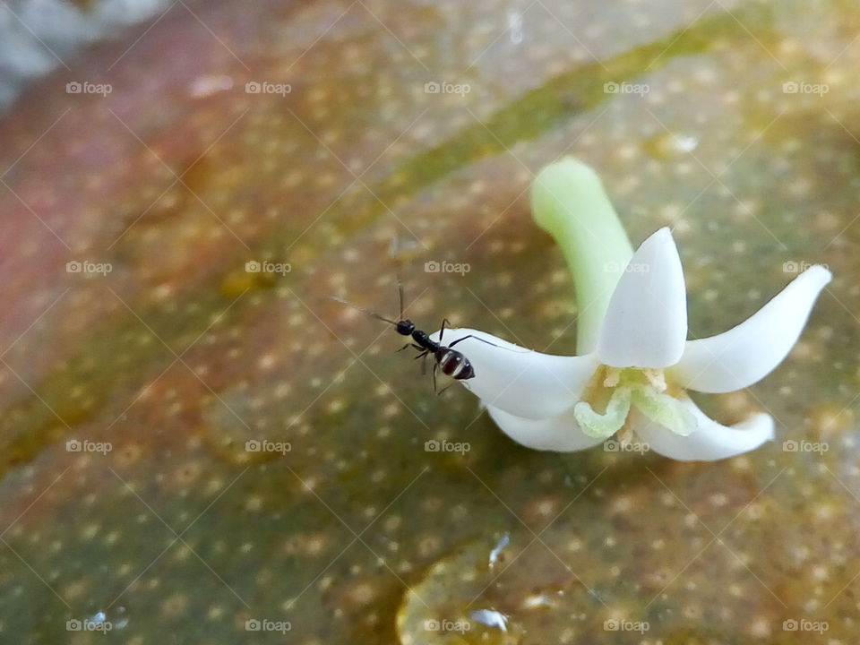 ant with Noni blossom