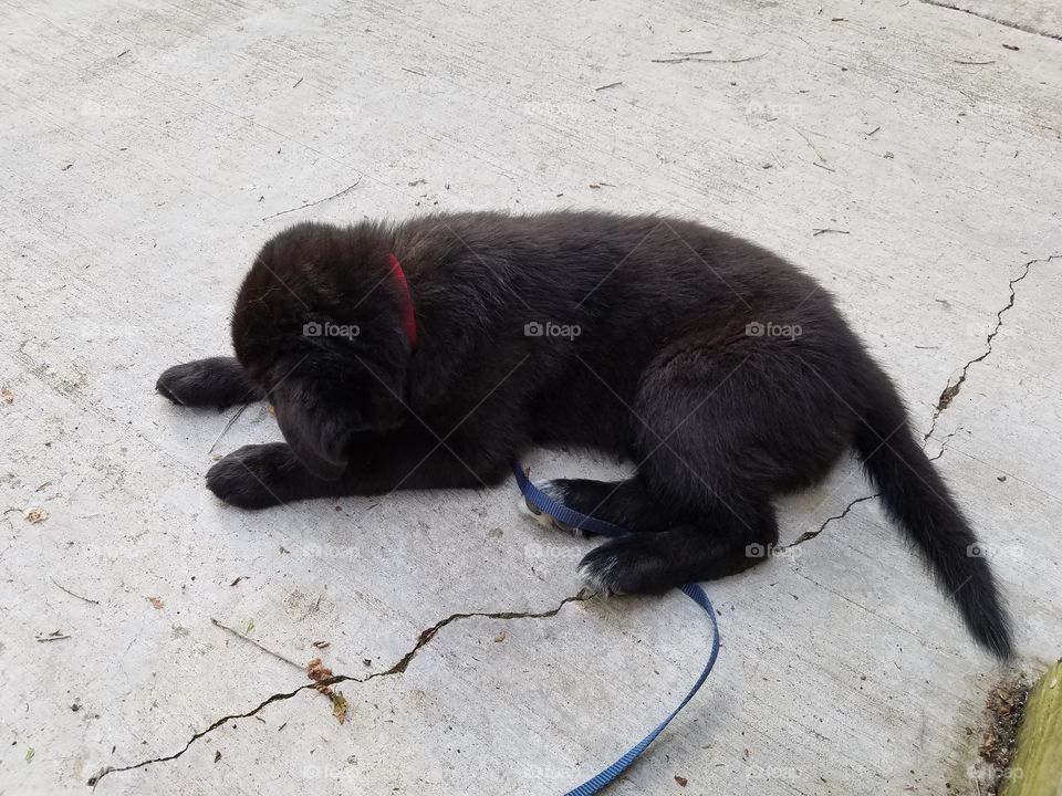 black puppy finds a bug on the sidewalk
