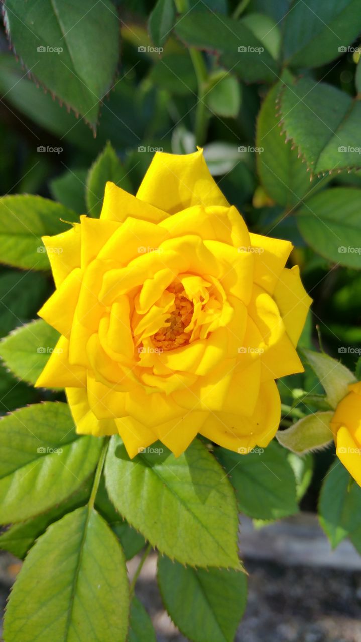Yellow Rose closeup