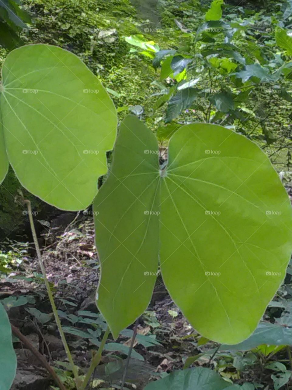 These leaves are very beautiful to look, but with this leaf, tribals make donna-leaflet (leaf plate) every year.