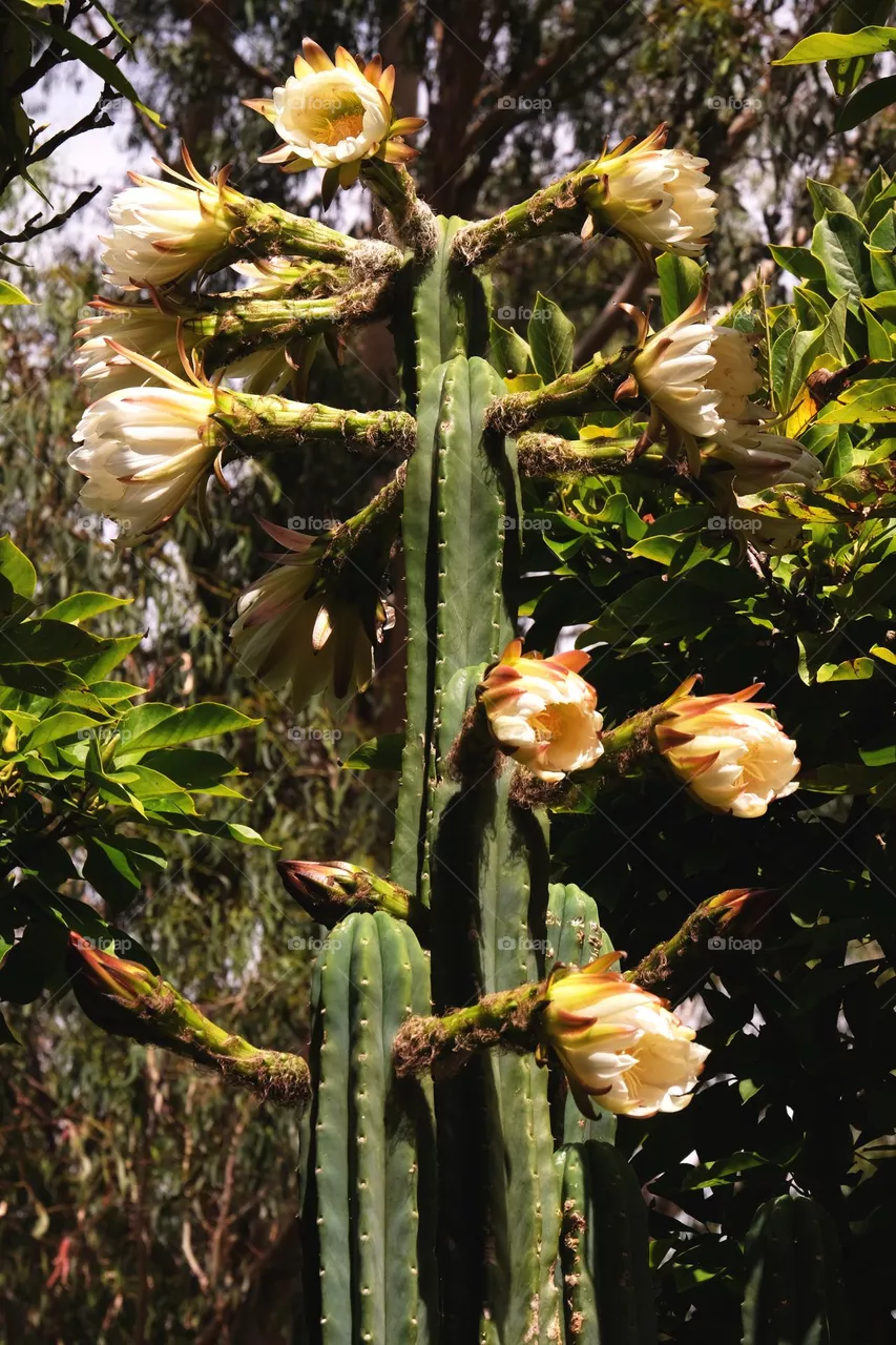 Blooming