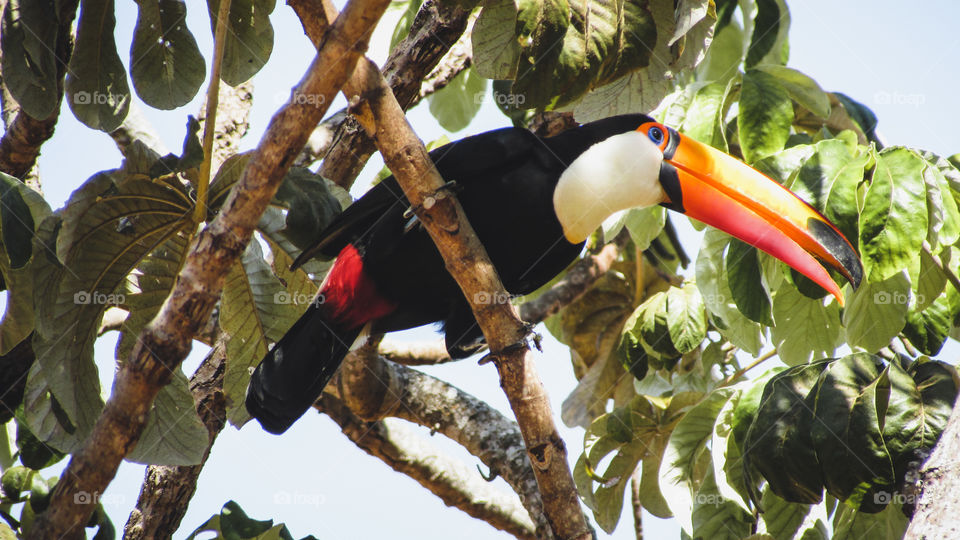 tucano procurando comida