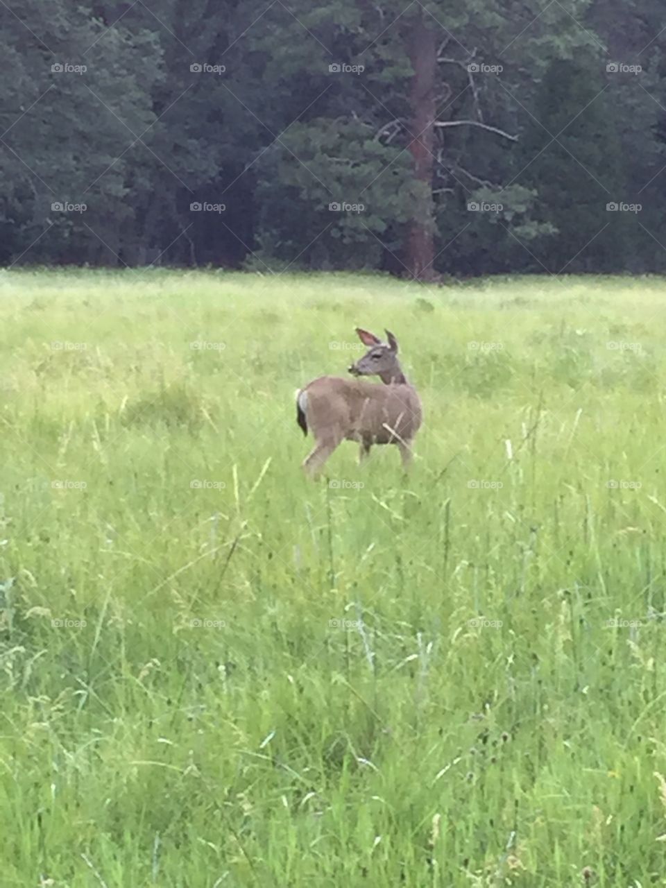 Deer Yosemite Valley . Nature at its best. Dear in the meadow.
