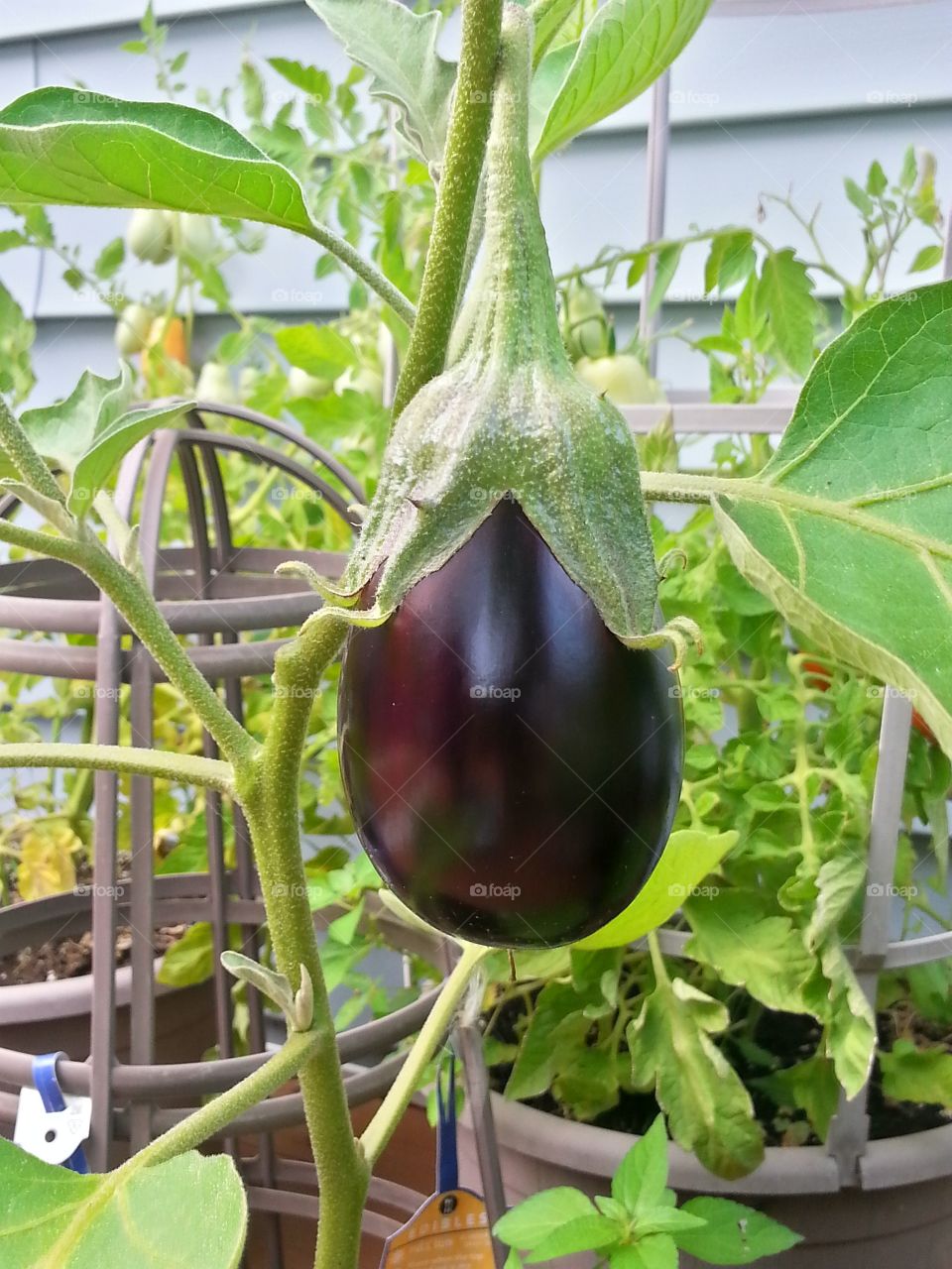 Lonely Eggplant
