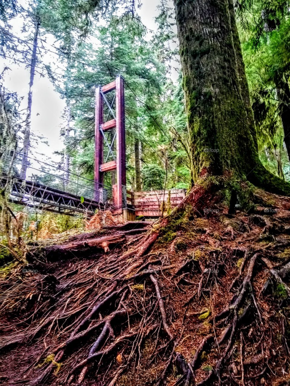 Interesting Forest Roots Lead The Way "Which Way"