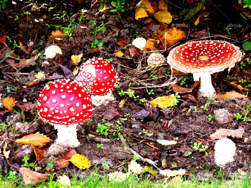 fairy tale mushrooms