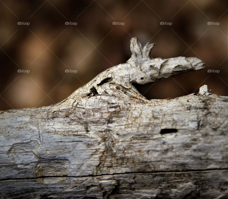 wood looking like a horse head.