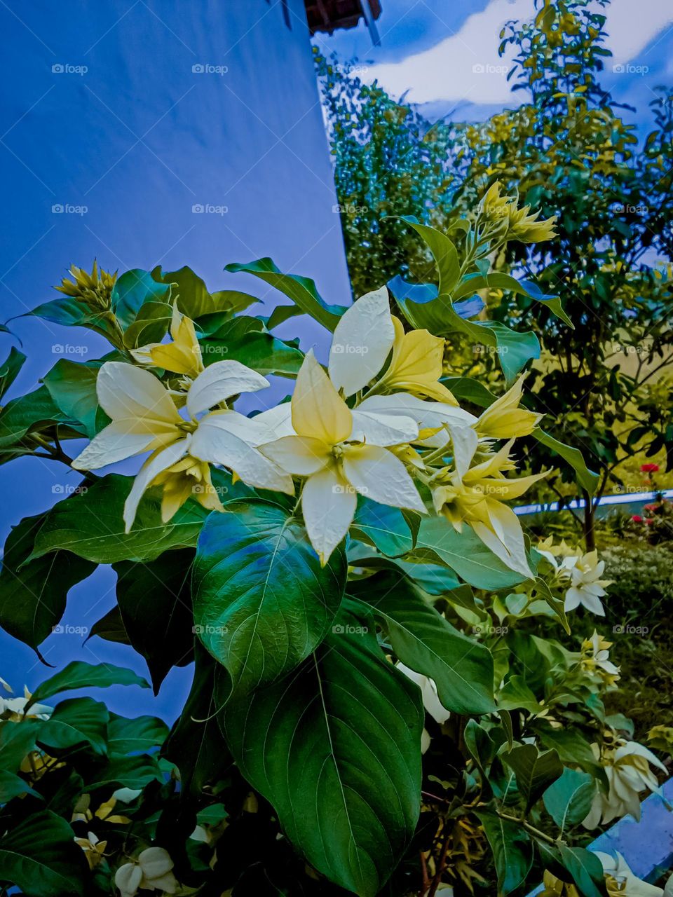 Beautiful flowers in the mountains