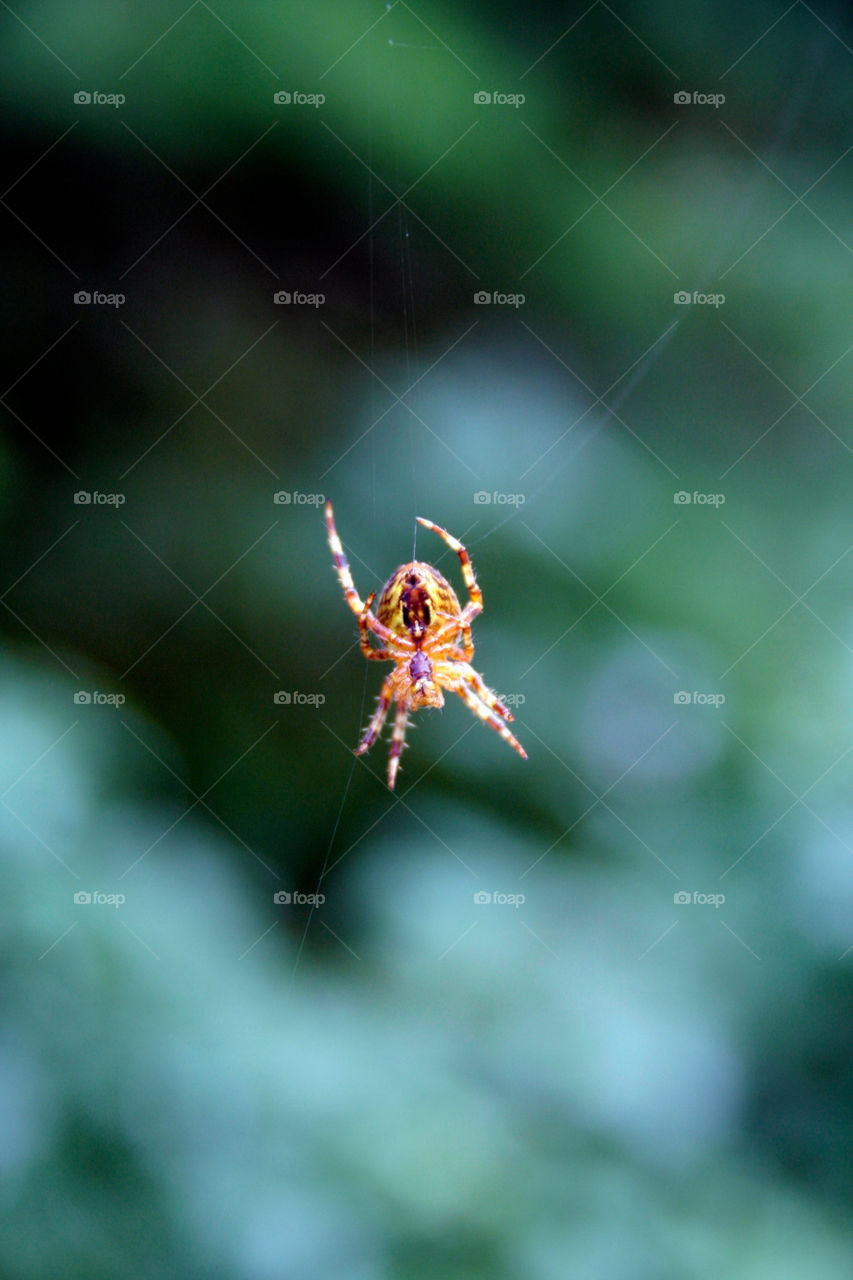 field of spider depth by dannytwotaps