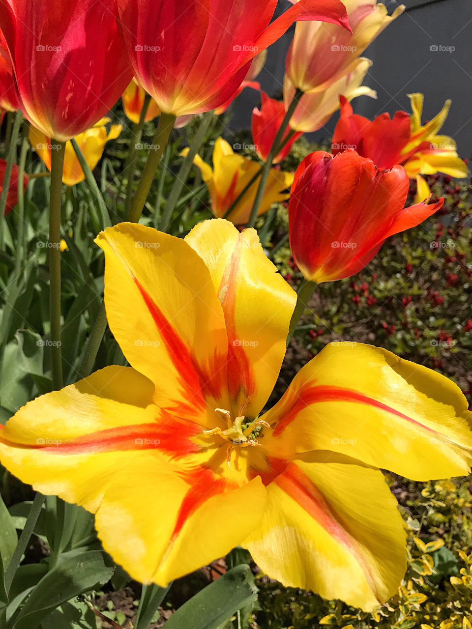 Tulips galore 