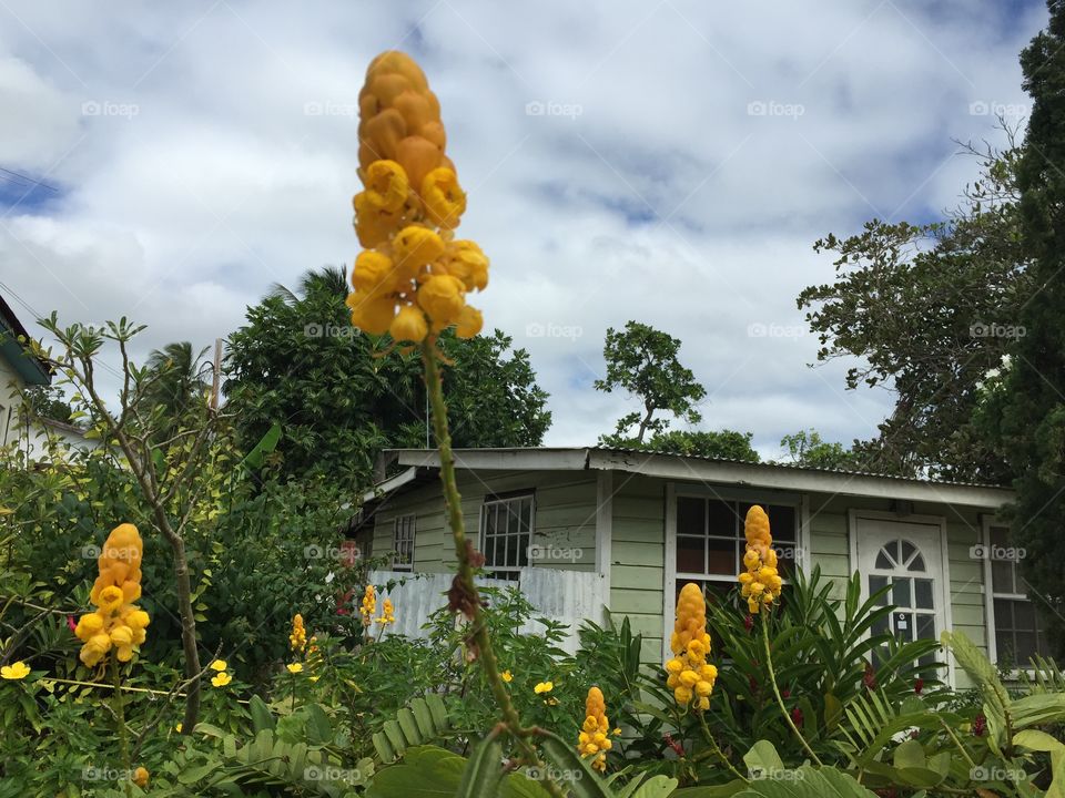 Yellow flowers in front of a green house 