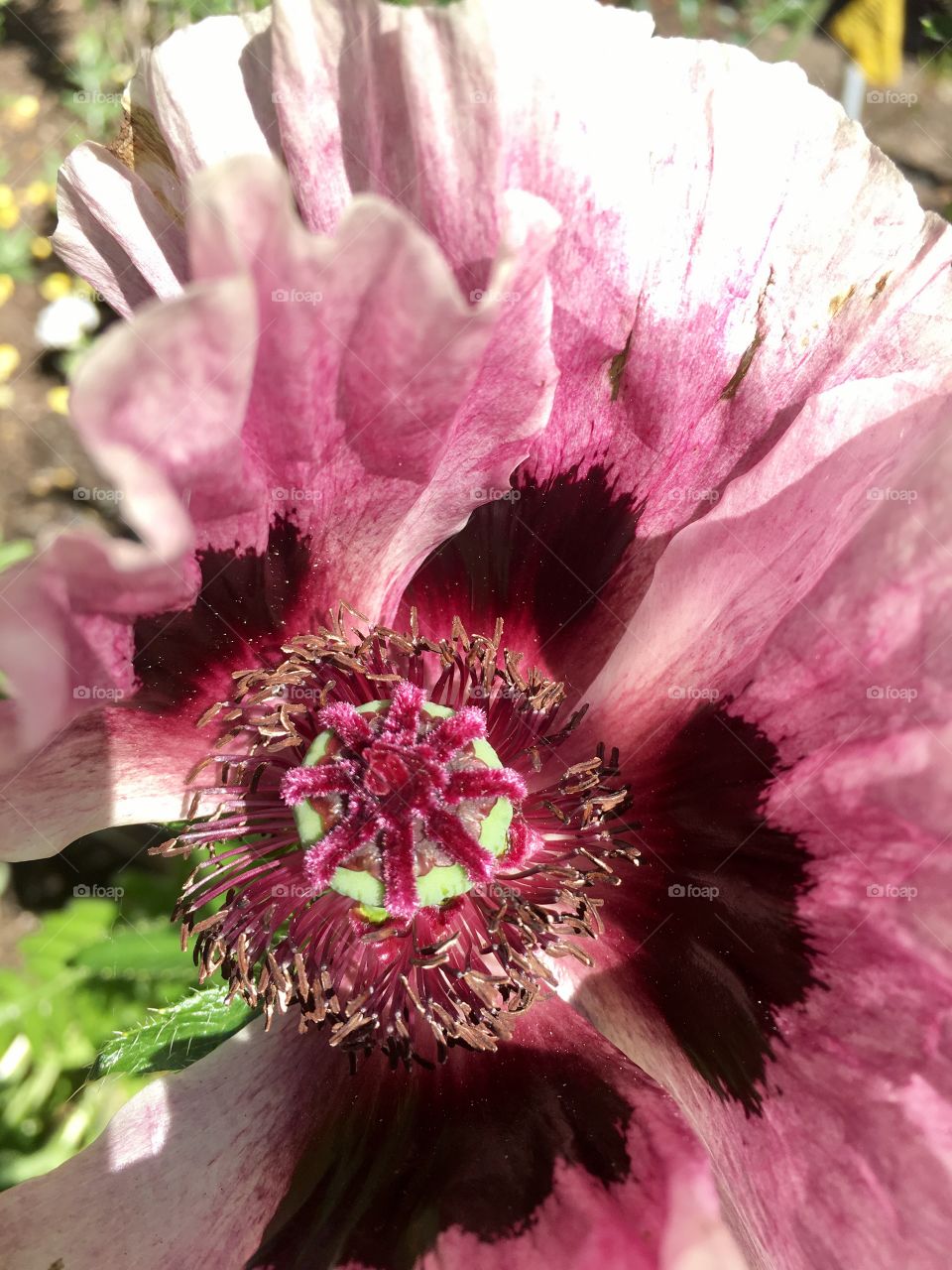 Close up Flower 