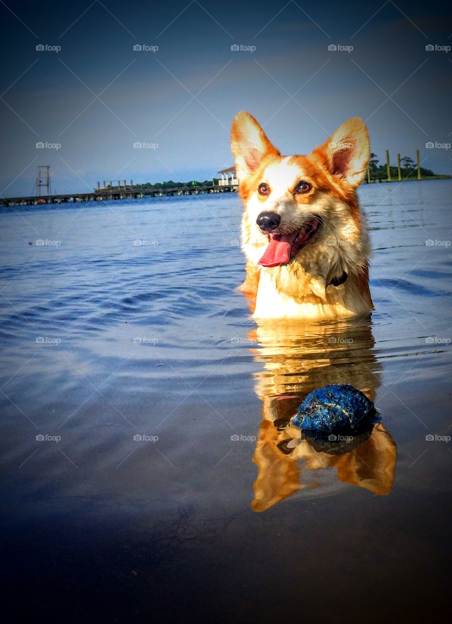 Water, No Person, Dog, One, Summer