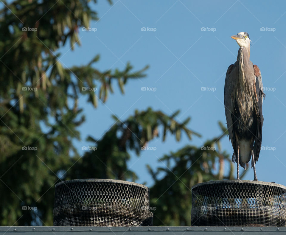 Rooftop Heron