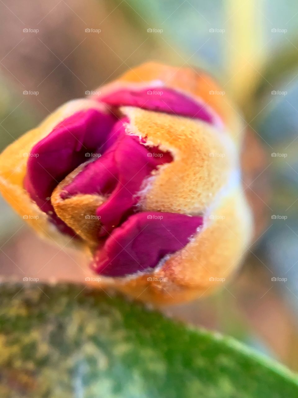 closeup of budding flower with colorful petals on a bright spring day