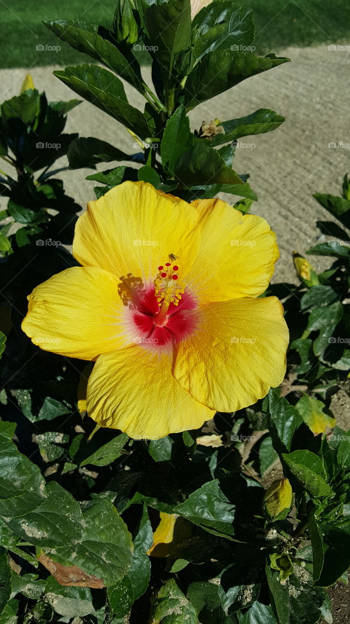 Cabo flower