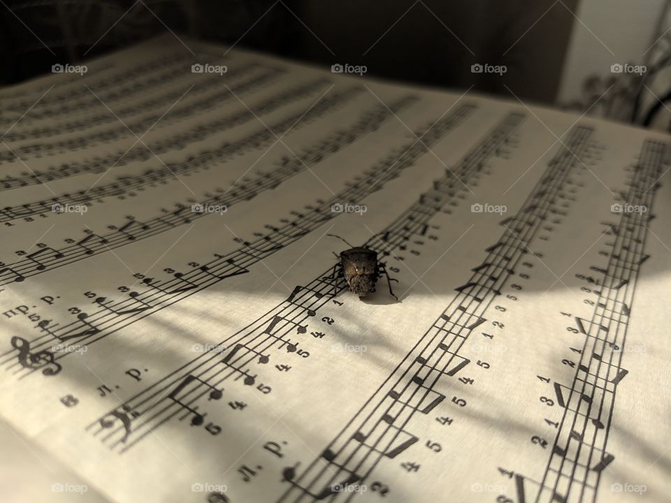 musical bug