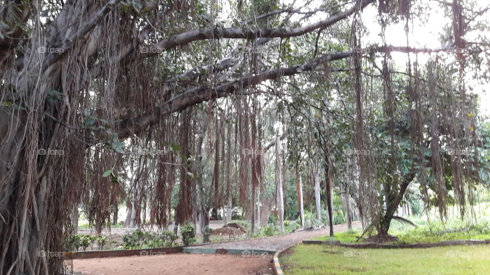 huge tree banyan
