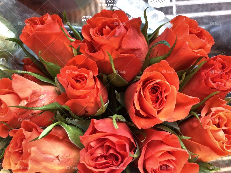 A series of salmon red and orange roses, a color that gives instant attraction to viewers.