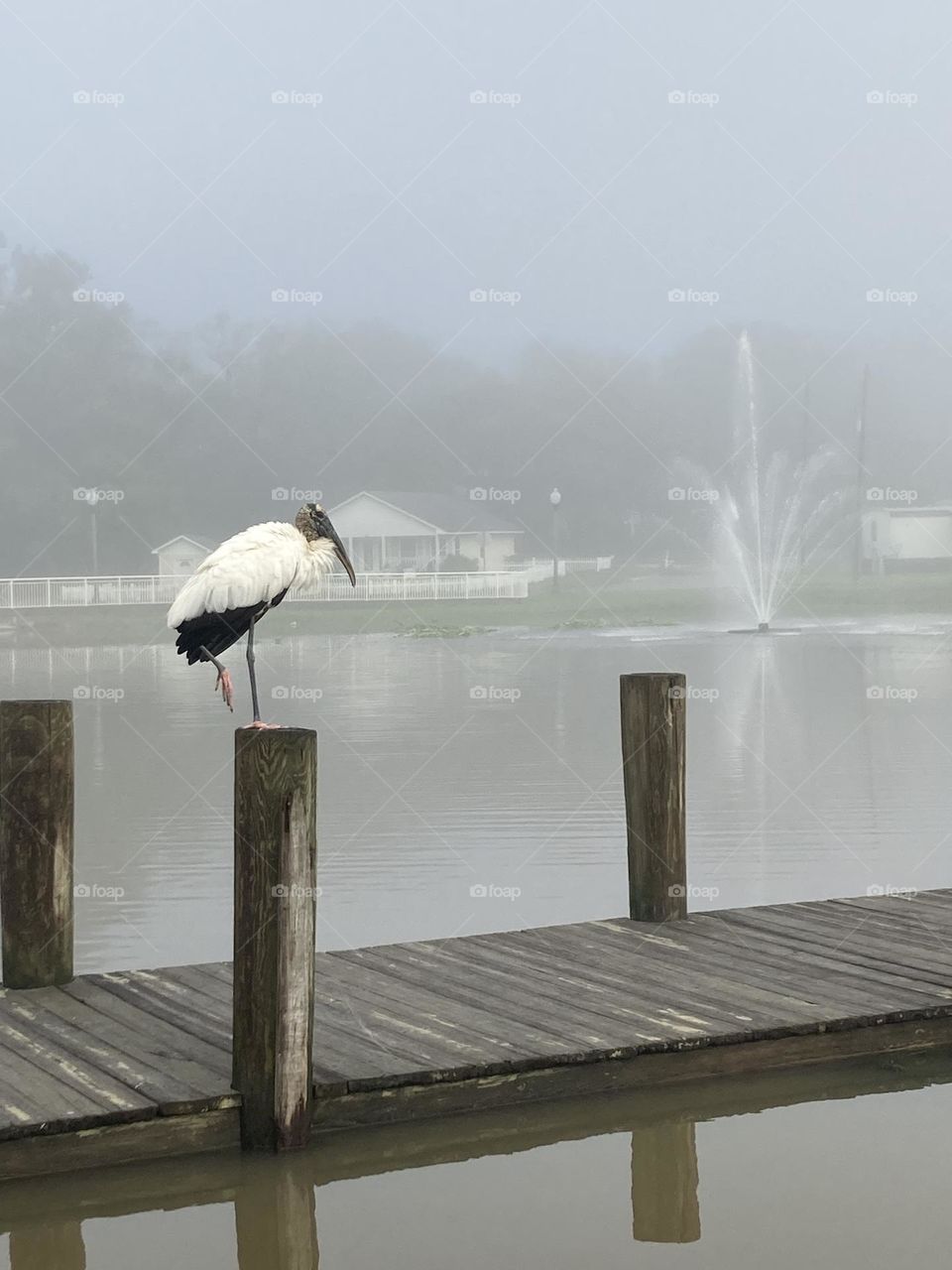Big bird on a pier at a lake
