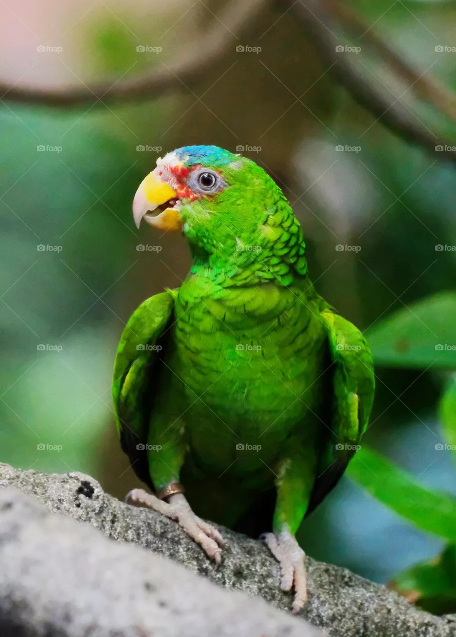 yeung bird