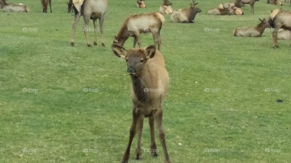 Baby Elk  