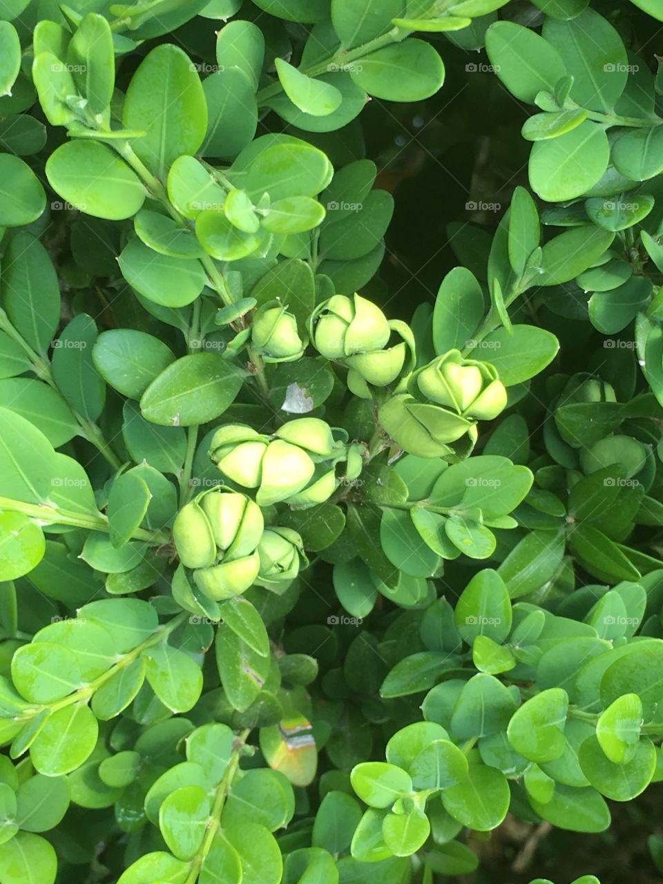 Boxwood leaves just opening up
