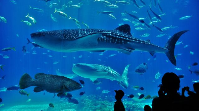 Georgia Aquarium