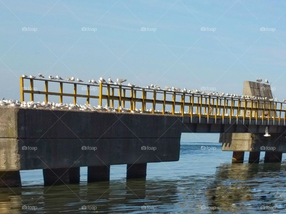 Minimal seagull photo in the Blacksea