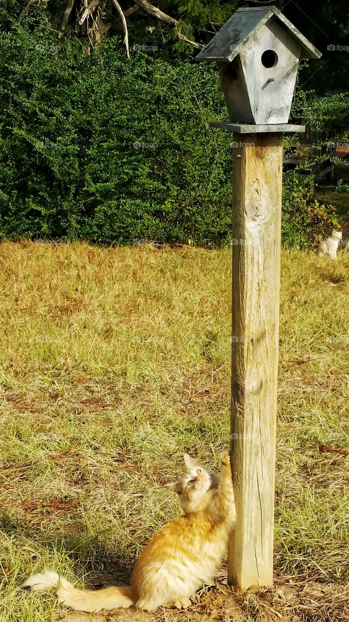cat using bird house as scratching post