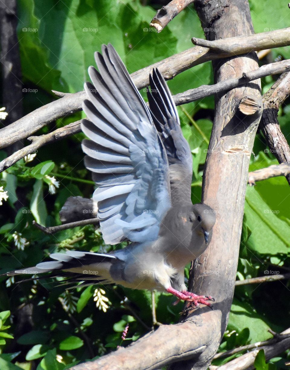 A mourning dove landing on a branch